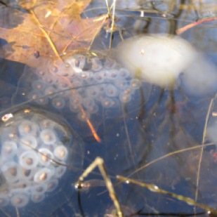 Spotted salamander egg masses