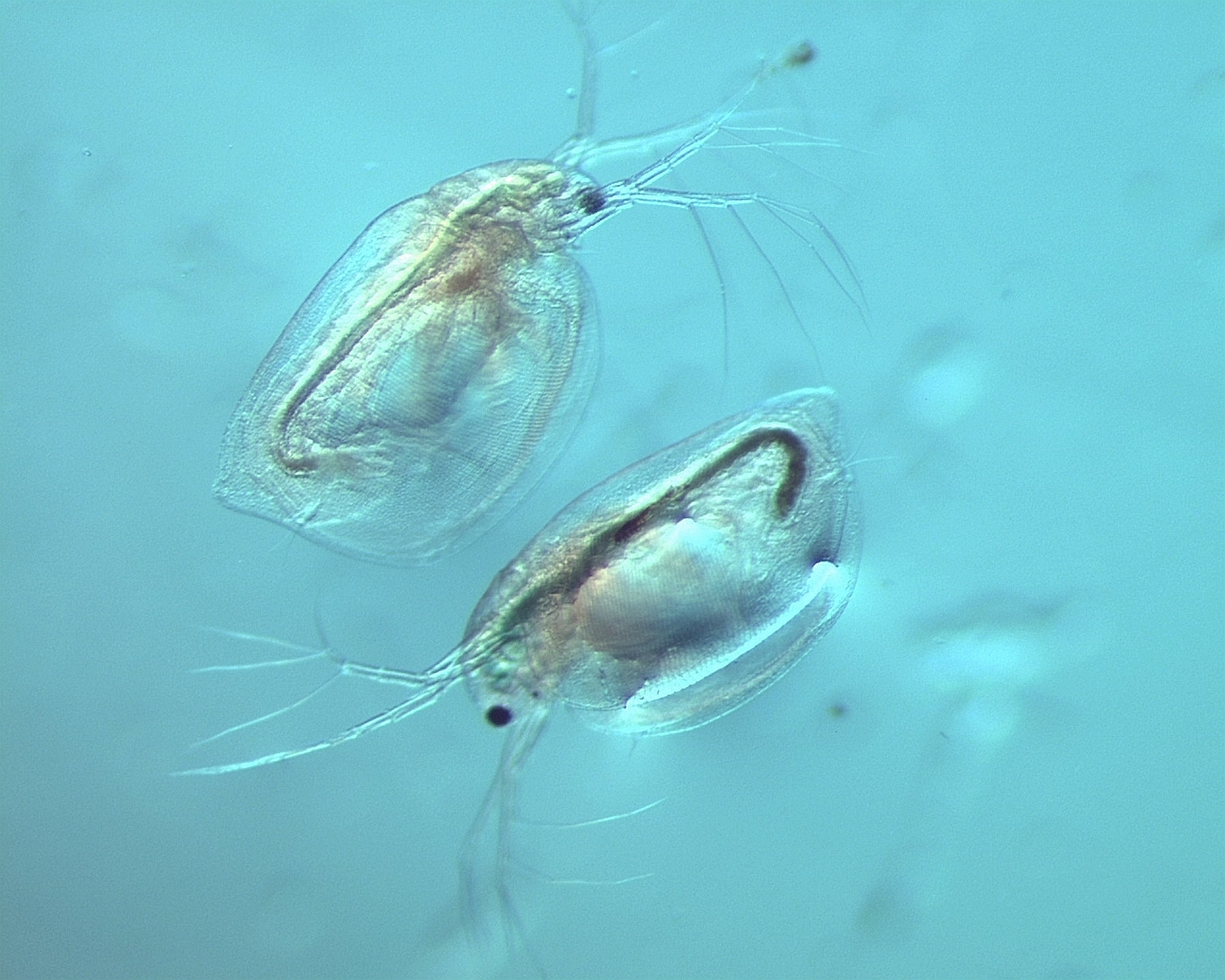 Цепь фитопланктон зоопланктон. Зоопланктон и фитопланктон. Зоопланктоны ракообразные. Зоопланктон коловратки веслоногие. Зоопланктон фильтратор.
